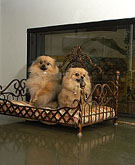 Animal Care Center
